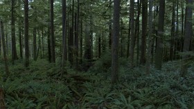 image of trees and ferns in an old growth forest in British Columbia