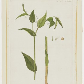 Uvularia amplexifolia (Streptopus distortus Michx.) from Flora Danica