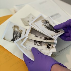two hands in purple nitrile gloves hold a pile of black and while photographs of sculptures. FIle folder in the background.
