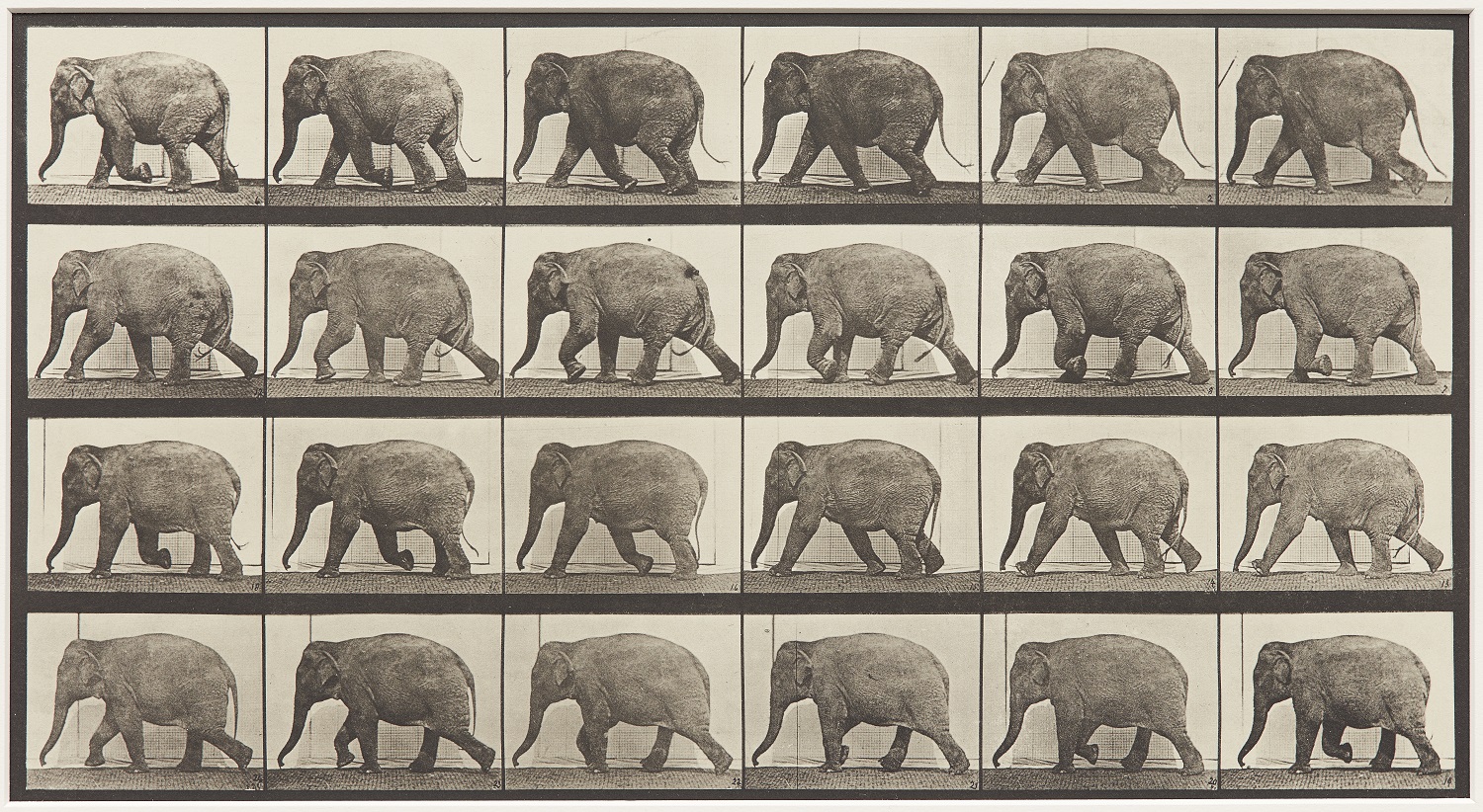 A series of photos of an elephant