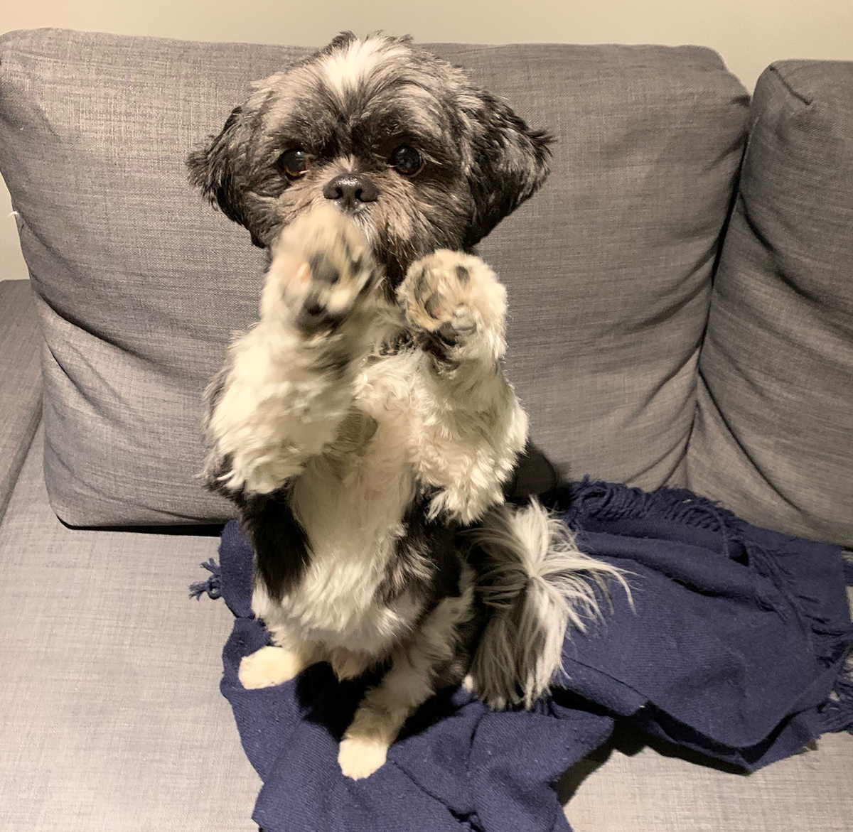 dog named Paddington on couch holding up paws