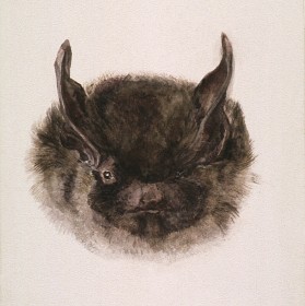 Beatrix Potter, Study of the head of a bat, full face