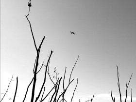 black and white image taken from the ground of a bird flying in the sky with many bare branches in the foreground