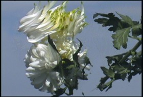 Film still featuring white flower moving against blue sky