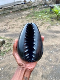 Photo of a large bronze Cowrie shell held in palm of hand