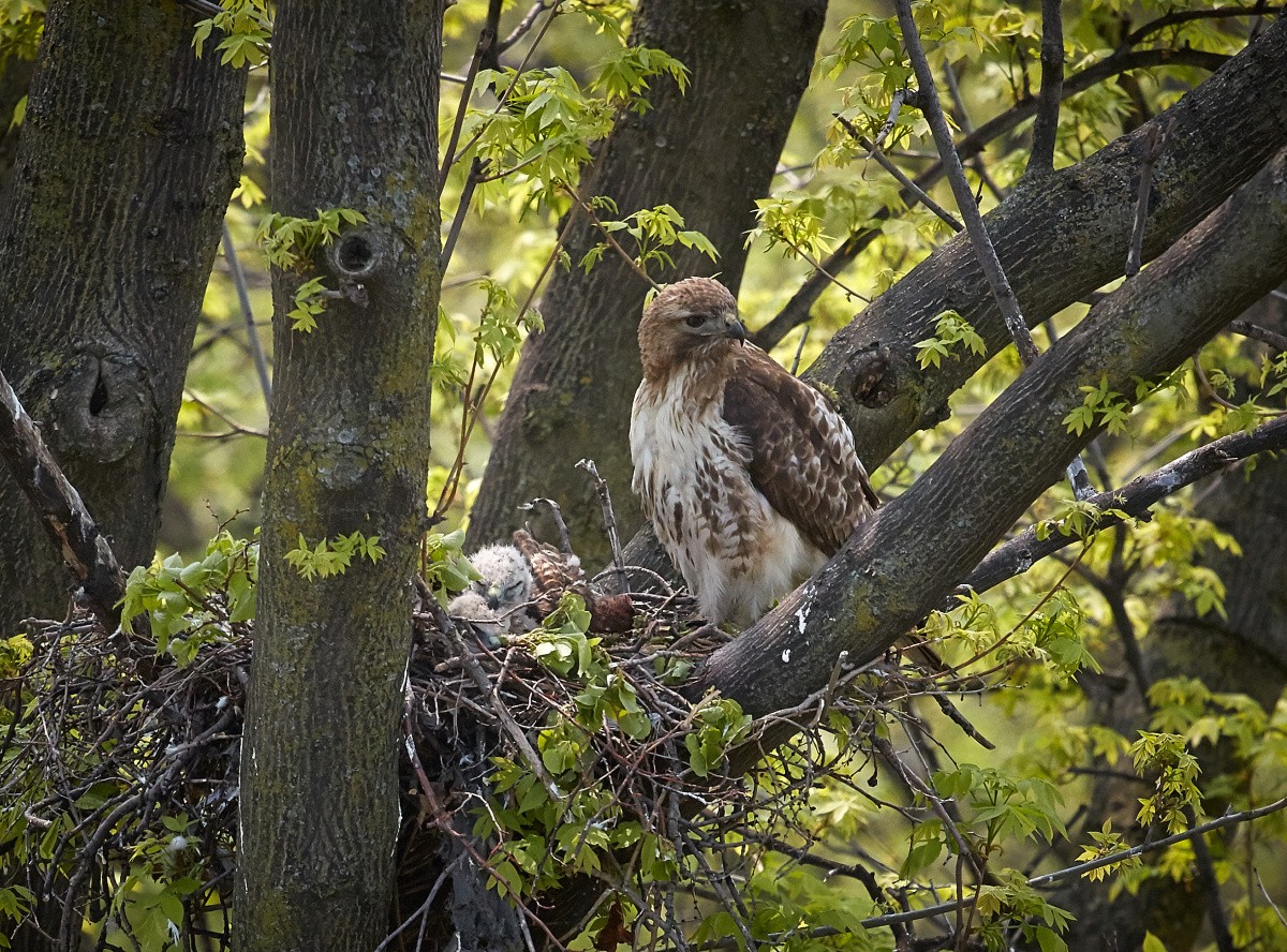 Red tail hawk and babies