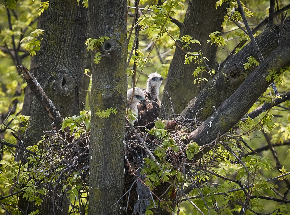 Two baby hawks in the nest