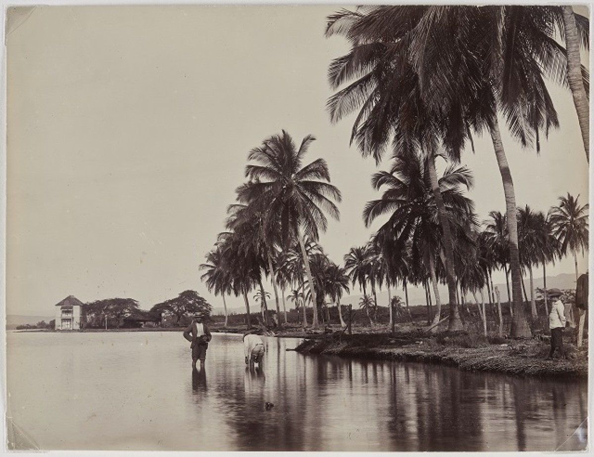J.W. Cleary, Coconut Palms, Kingston Harbour