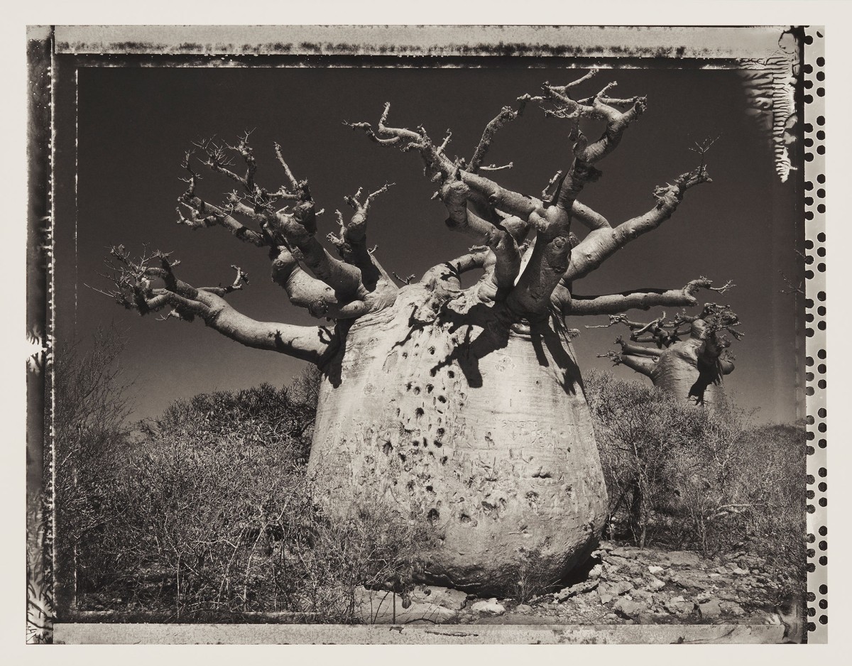 Elaine Ling, Baobab #25, Madagascar