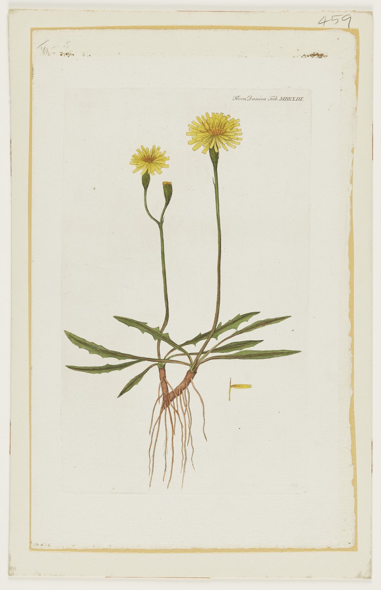 Image of flower plant from publication Flora Danica 
