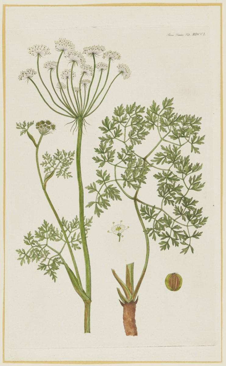 Image of botanical plant from publication Flora Danica 