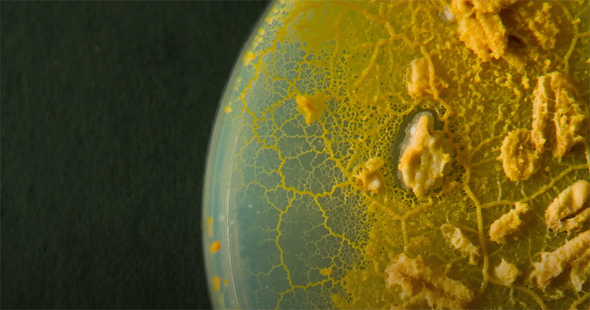 Ashley Jane Lewis, Slime Mold, still from Black Women Techmakers