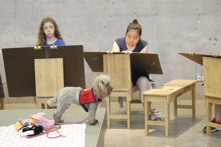 A toy poodle poses for a drawing class.