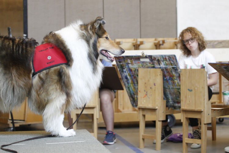 Kailey the collie poses for class members