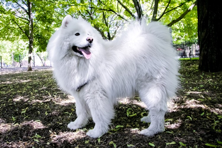 A white dog in Grange park. 