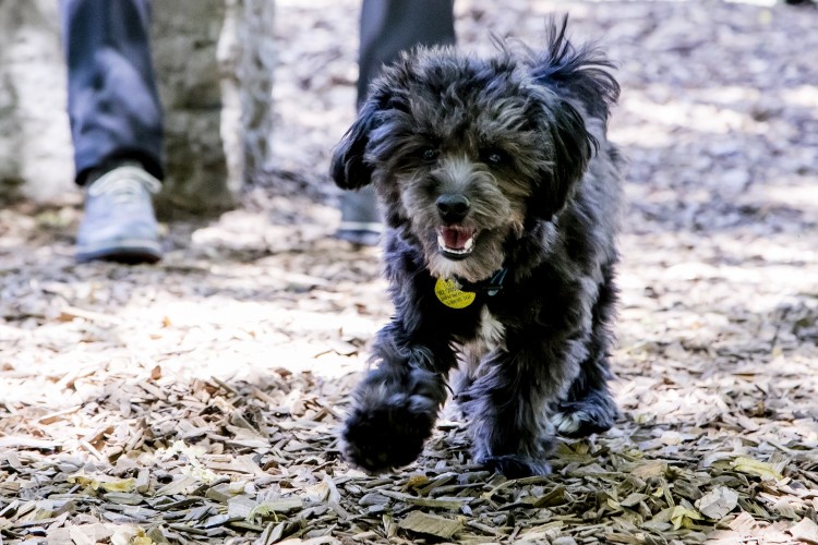 Small gray dog in Grange Park