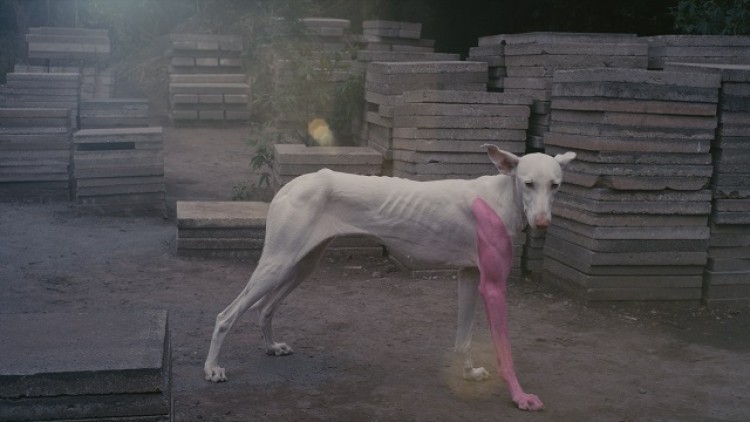 Pierre Huyghe, A Way in Untilled, 2012
