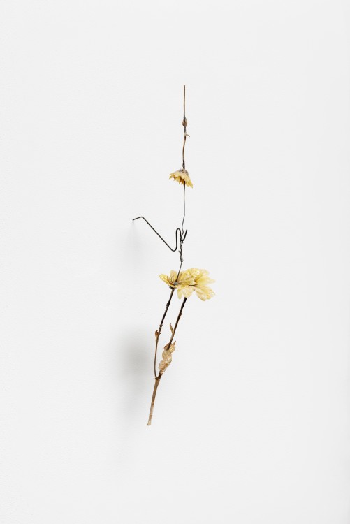 Jenine Marsh, Proximity Flowers