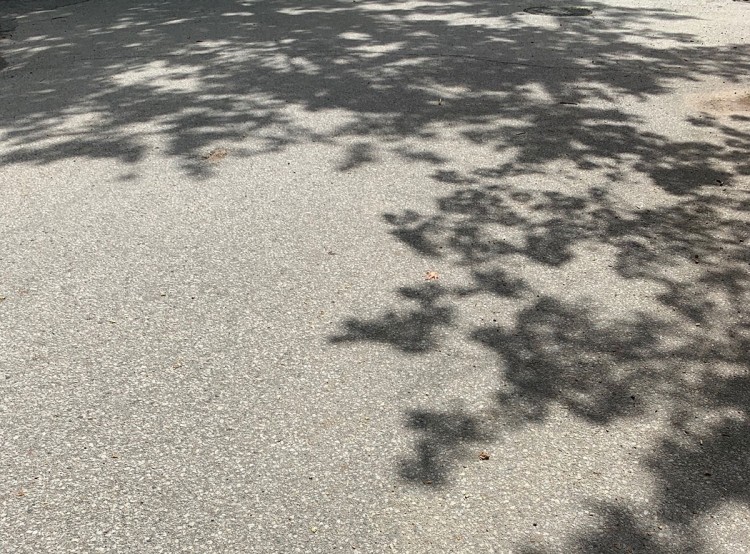 Shadows of tree branches on the sidewalk