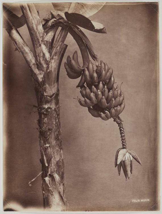 Felix Morin, Bananas