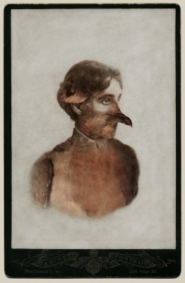 Photo of Sara Angelucci, Aviary (Female Passenger Pigeon/extinct)