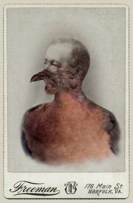 Photo of Sara Angelucci, Aviary (Male Passenger Pigeon/extinct)