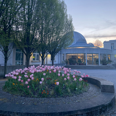 Exterior of Murray Edwards College with tulip garden in the foreground