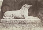 William Henry Fox Talbot, Sir Walter Scott's favorite dog, Maida (detail), 1845