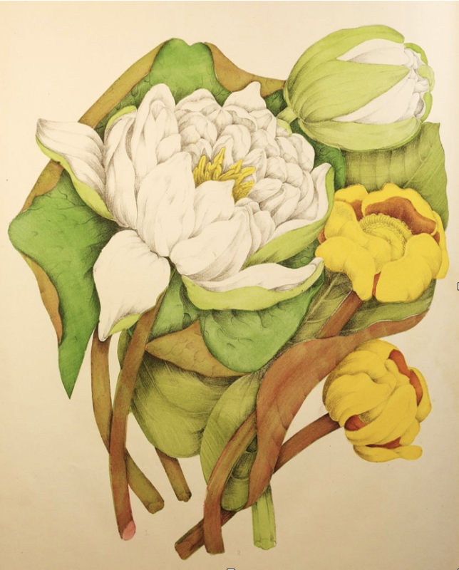 Agnes Fitzgibbon (1833-1913), “Nymphaea Odorata and Nuphar Advena” from Canadian Wild Flowers, John Lovell, 1868. Gift of Larry Pfaff in memory of Janet E. Hutchison, 2017