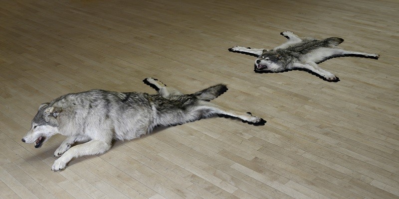 Installation featuring taxidermied wolves and felt on wood floor