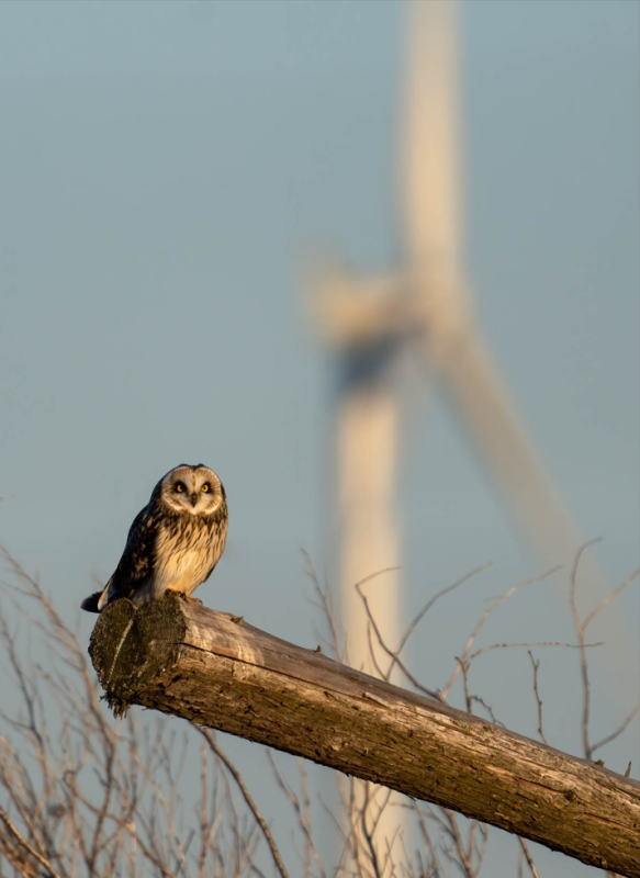 phot of an owl perched on a log with a wind turbine in the background
