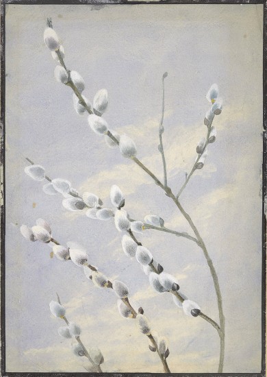 Robert Holmes. Pussy Willow