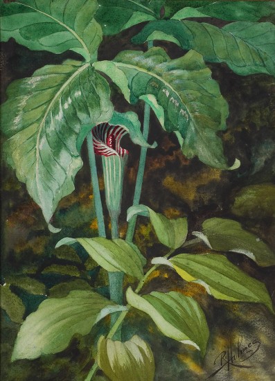 Robert Holmes. Jack-in-the-Pulpit I