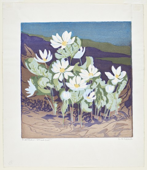 Mary E. Wrinch, Northern Bloodroot