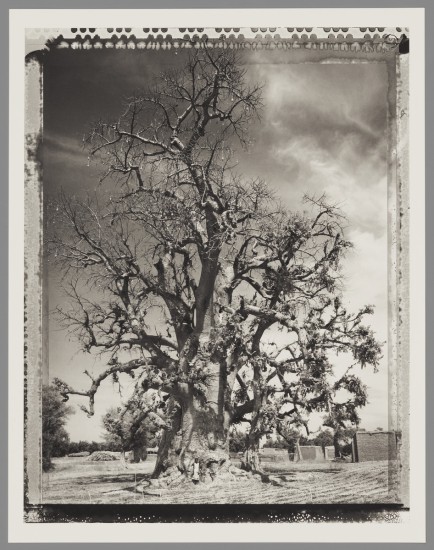 Elaine Ling, Baobab #5, Mali,
